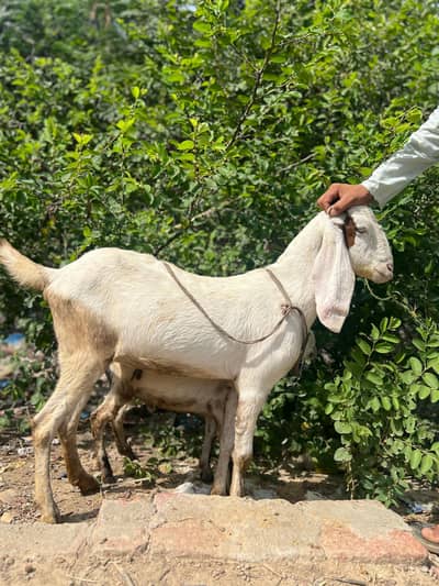 bakrie or bakra