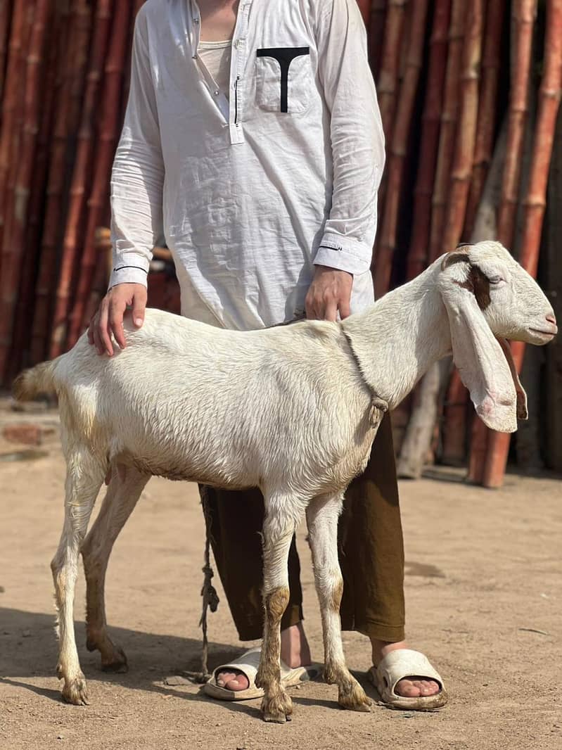 bakrie or bakra 1