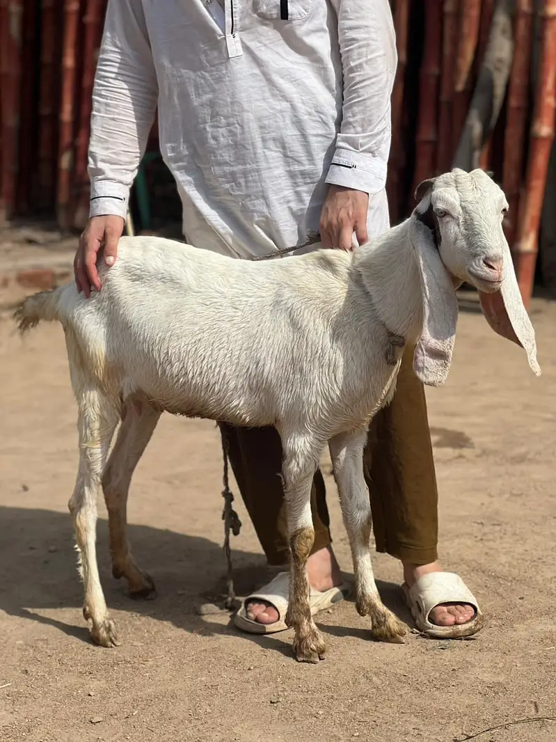bakrie or bakra — photo 3