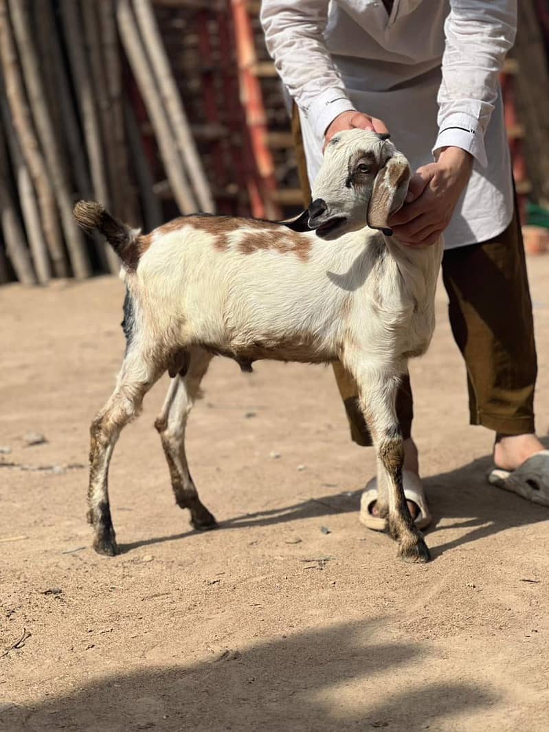 bakrie or bakra 3