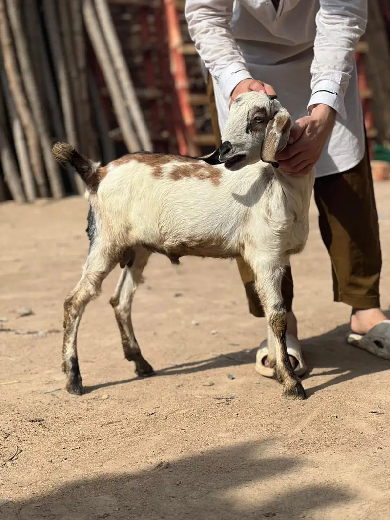 bakrie or bakra — photo 4