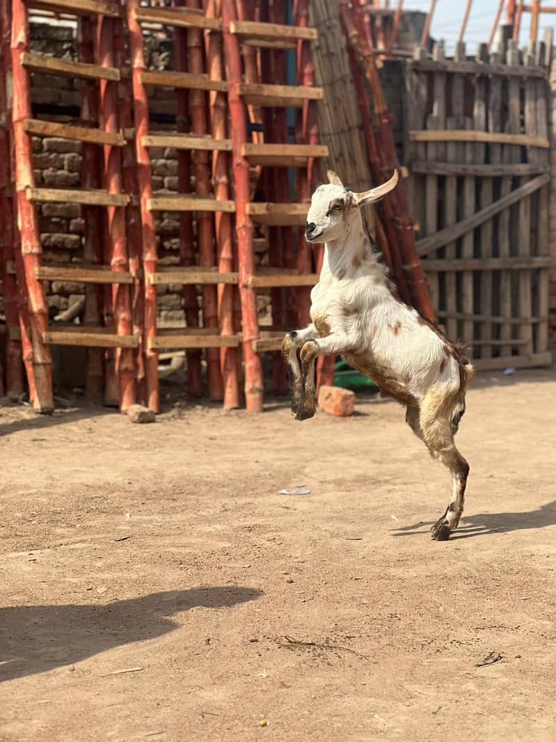 bakrie or bakra 4