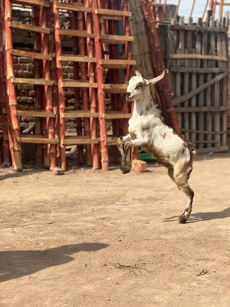 bakrie or bakra — photo 5