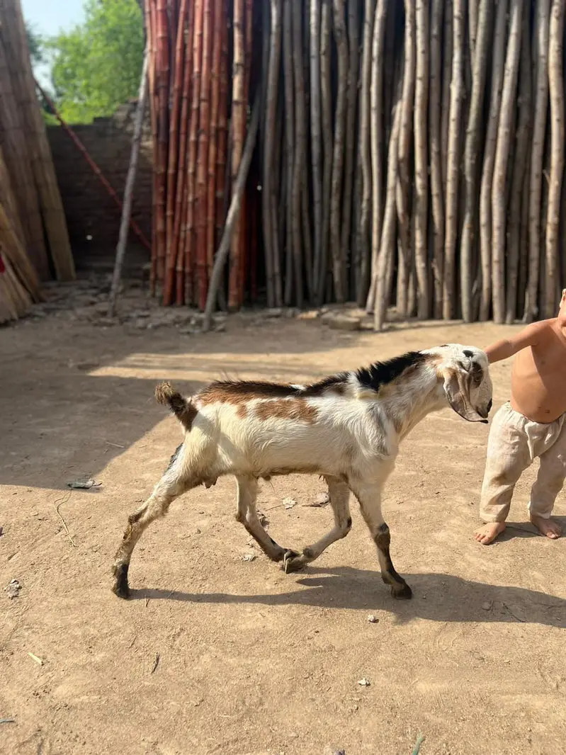 bakrie or bakra — photo 6