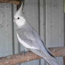 cockatiel parrot's for sale