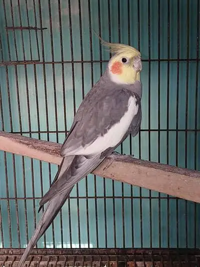 cockatiel parrot's for sale — photo 2