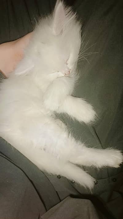 lovely beautiful full white in color