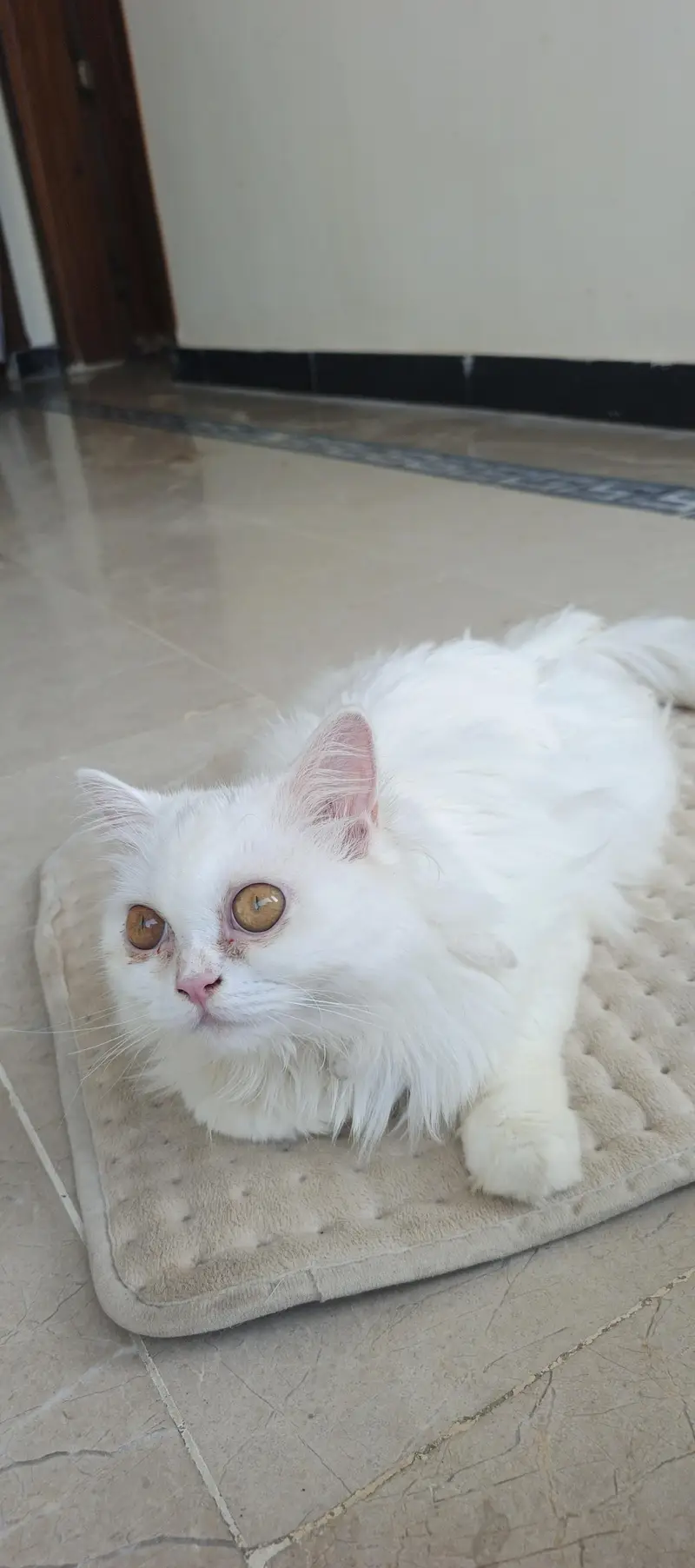 lovely beautiful full white in color — photo 3