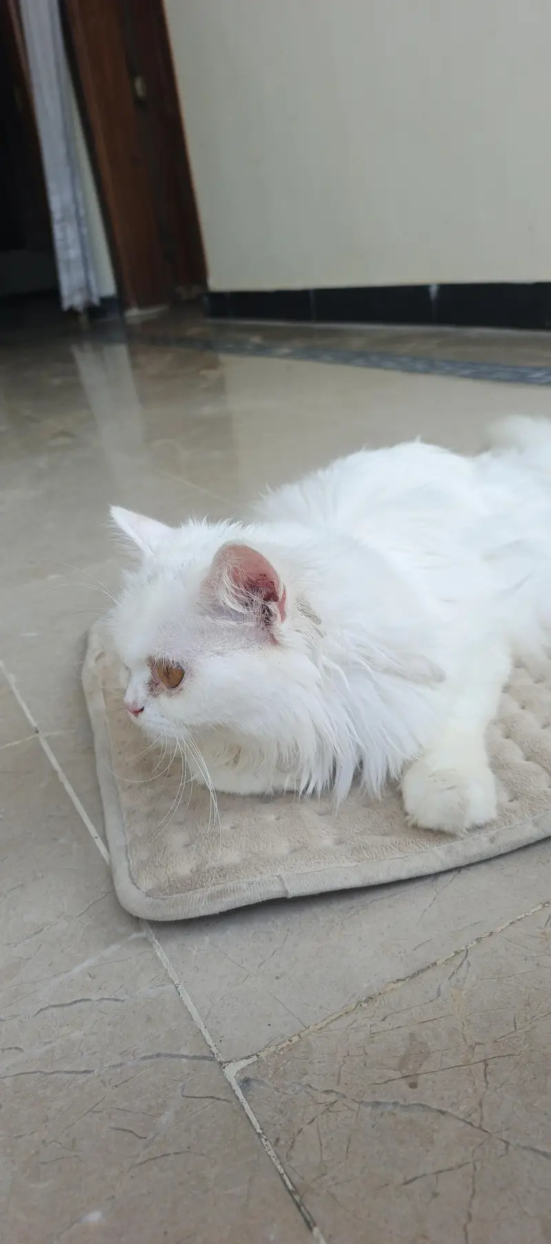 lovely beautiful full white in color — photo 5