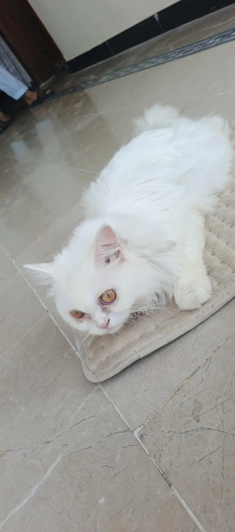 lovely beautiful full white in color — photo 7