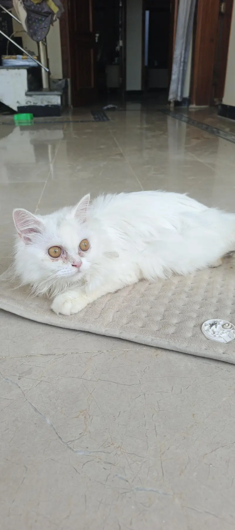 lovely beautiful full white in color — photo 8