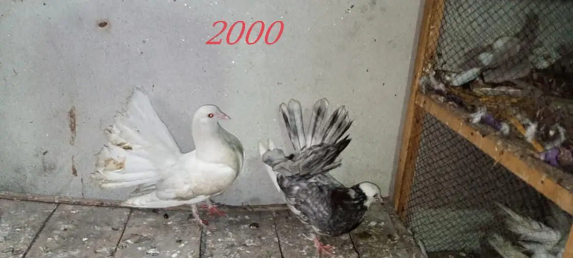 American lucka White& Indain fantail Lucky 03154600726wtp — photo 2