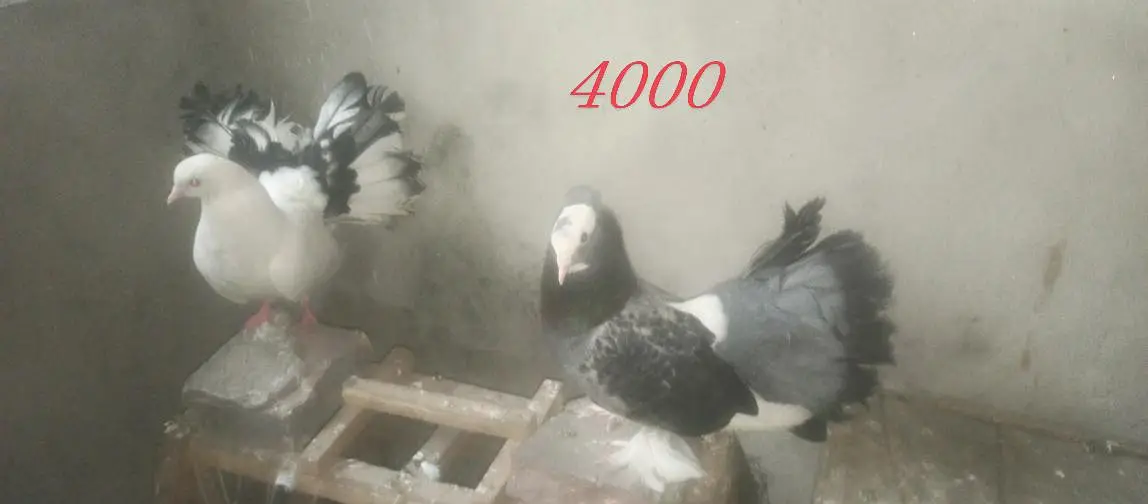 American lucka White& Indain fantail Lucky 03154600726wtp — photo 3