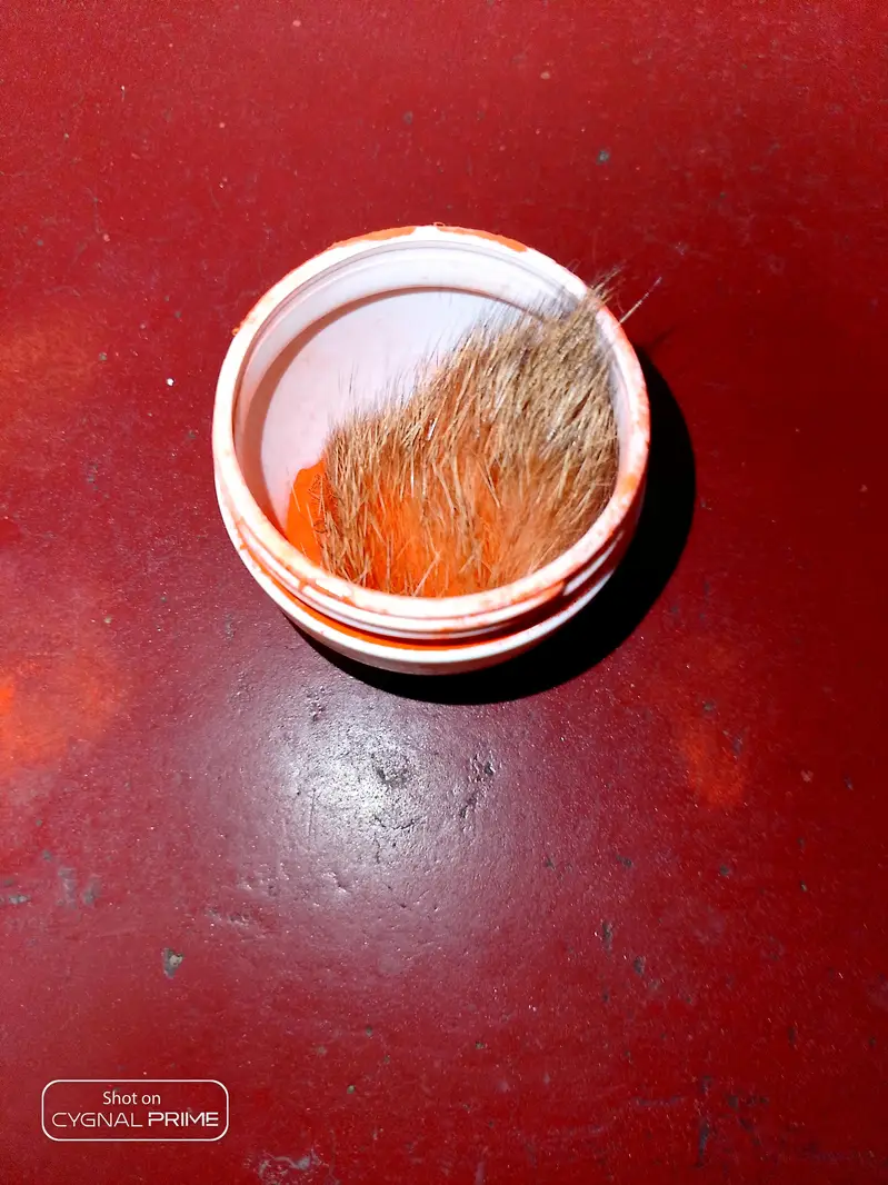 gedar singi — photo 2