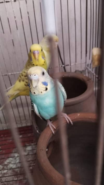 budgies with cage