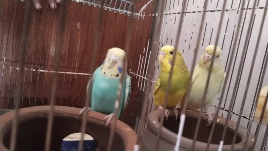 budgies with cage — photo 2