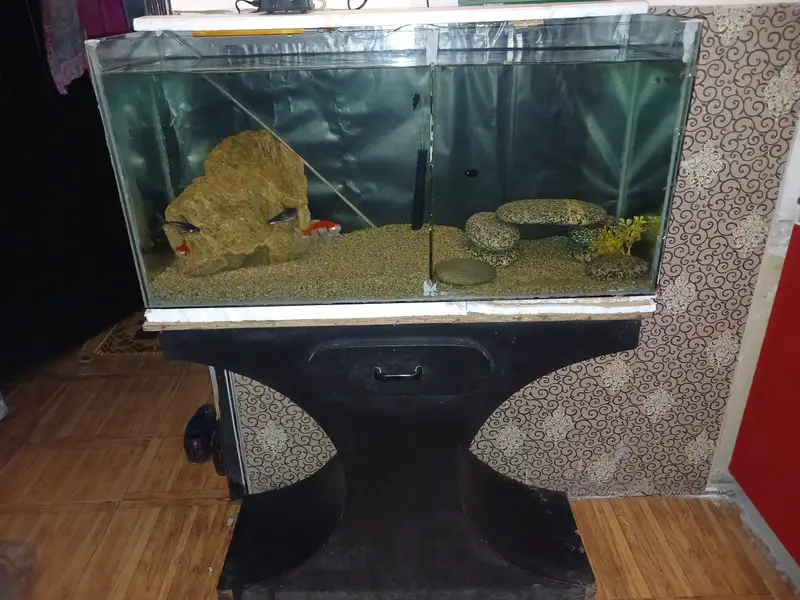 3 Feet Complete Aquarium + 4 Beautiful Live Fish | Filter + Gravel In — photo 2