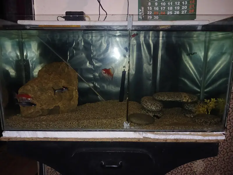 3 Feet Complete Aquarium + 4 Beautiful Live Fish | Filter + Gravel In — photo 3