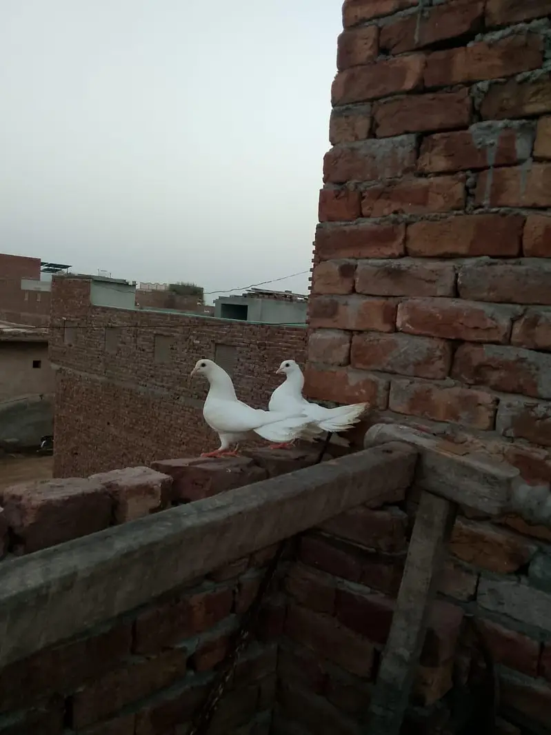 Indain laky kabutar — photo 2
