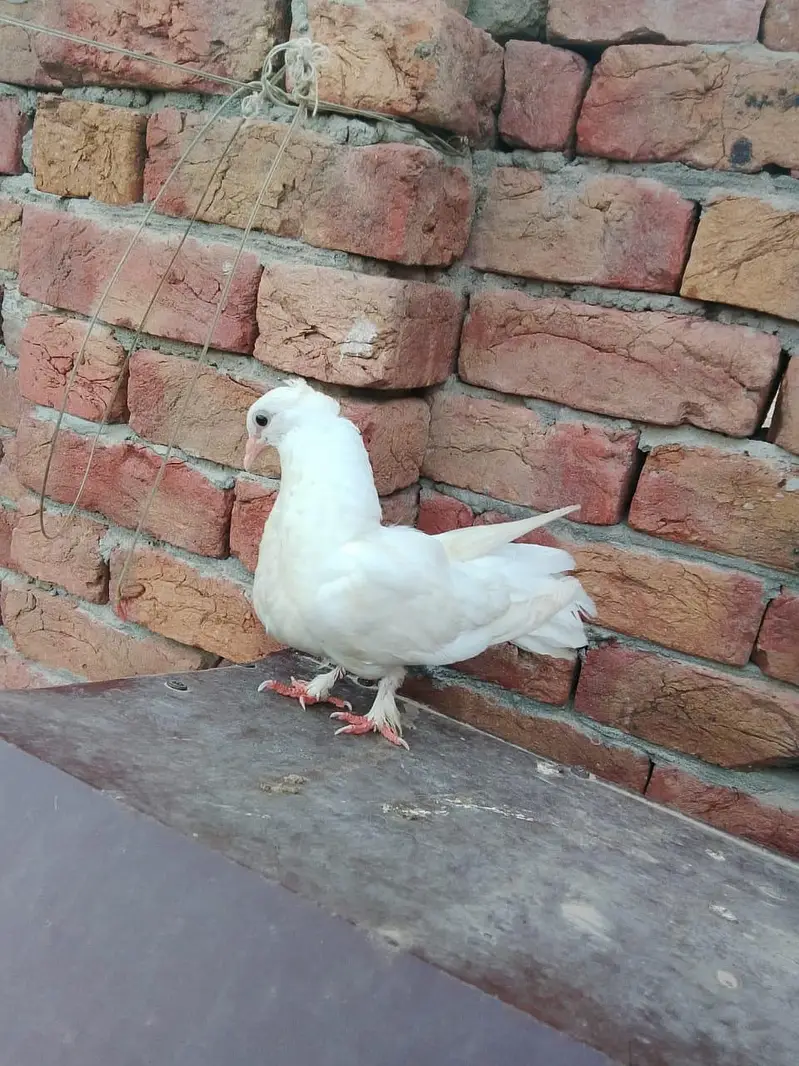 Indain laky kabutar — photo 4