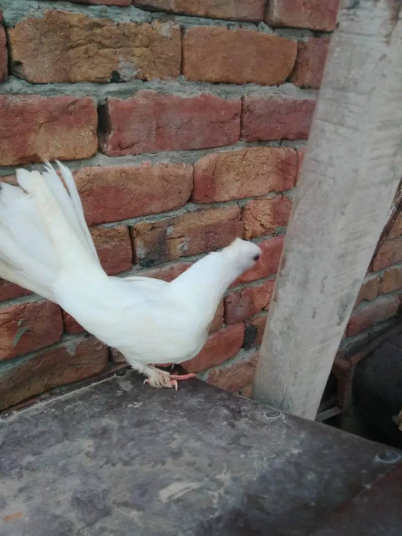 Indain laky kabutar — photo 5