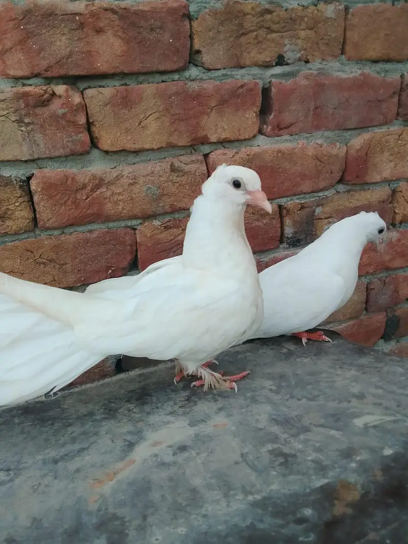 Indain laky kabutar — photo 7