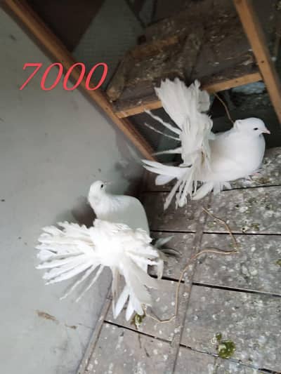 American lucka White& Indain fantail Lucky 03154600726wtp
