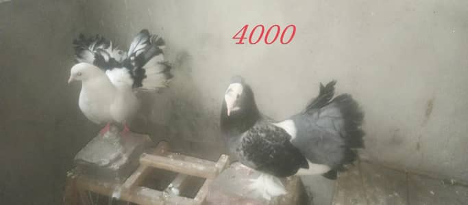 Indain fantail Lucky 03154600726wtp