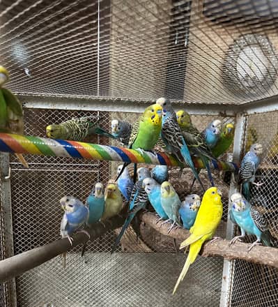 Australian 12 Breeder Pairs