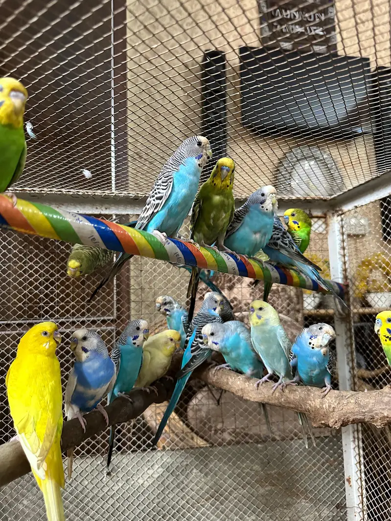 Australian 12 Breeder Pairs — photo 2