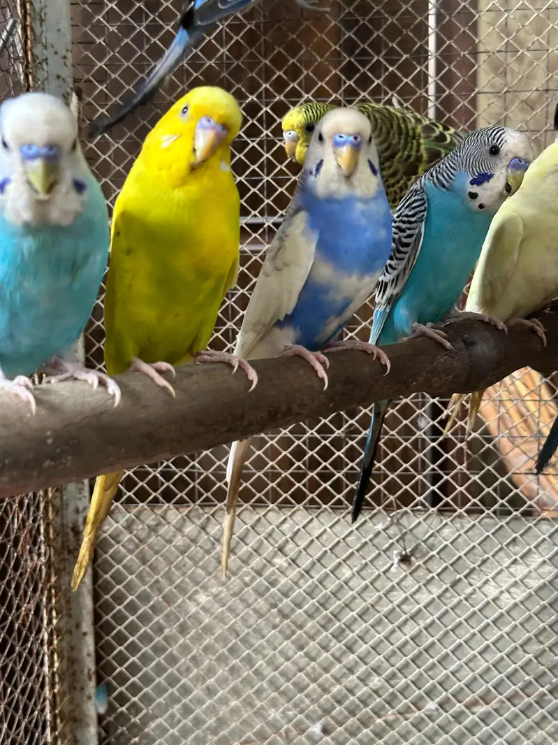 Australian 12 Breeder Pairs — photo 3