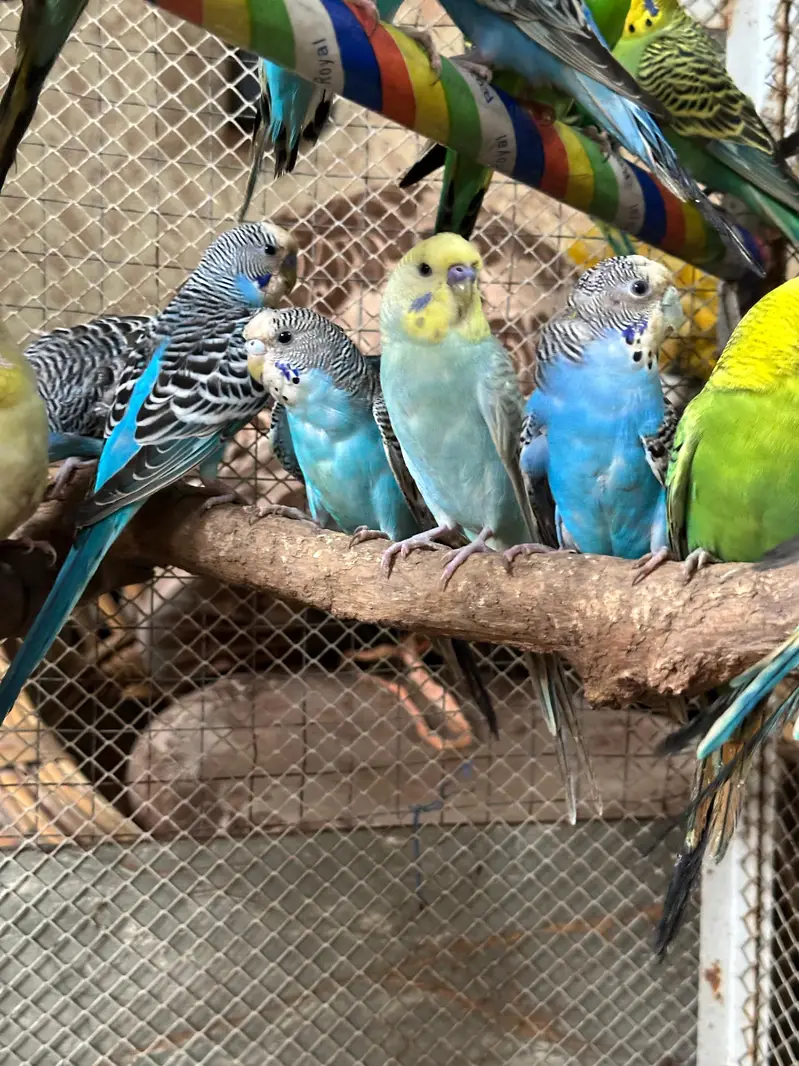 Australian 12 Breeder Pairs — photo 4