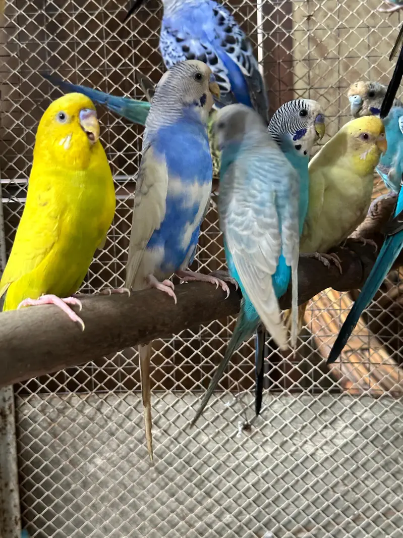 Australian 12 Breeder Pairs — photo 5