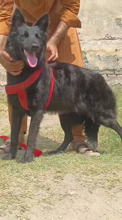 German shepherd long coat female  dog for sale