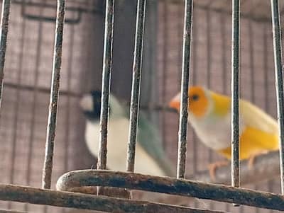 Gouldian (split ino split blue x blue) (ino gender)
