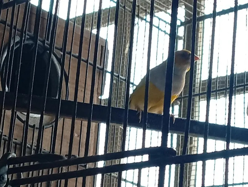 Gouldian (split ino split blue x blue) (ino gender) — photo 5