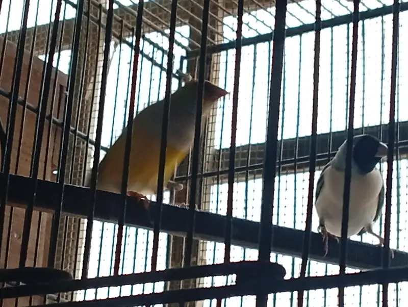 Gouldian (split ino split blue x blue) (ino gender) — photo 7