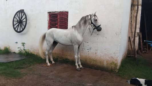 horses available for sale
