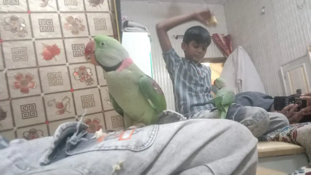 Beautiful Green Parrots Pair Available – Healthy & Active — photo 5