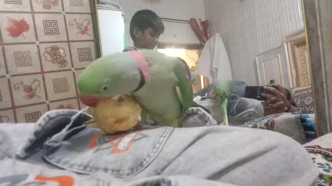 Beautiful Green Parrots Pair Available – Healthy & Active — photo 6