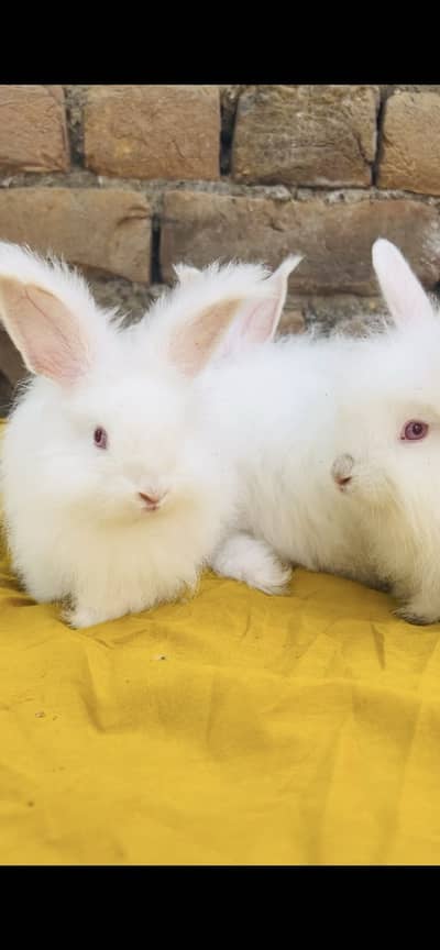 English Angora Rabbits