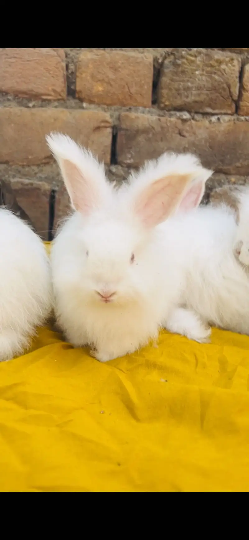 English Angora Rabbits — photo 2