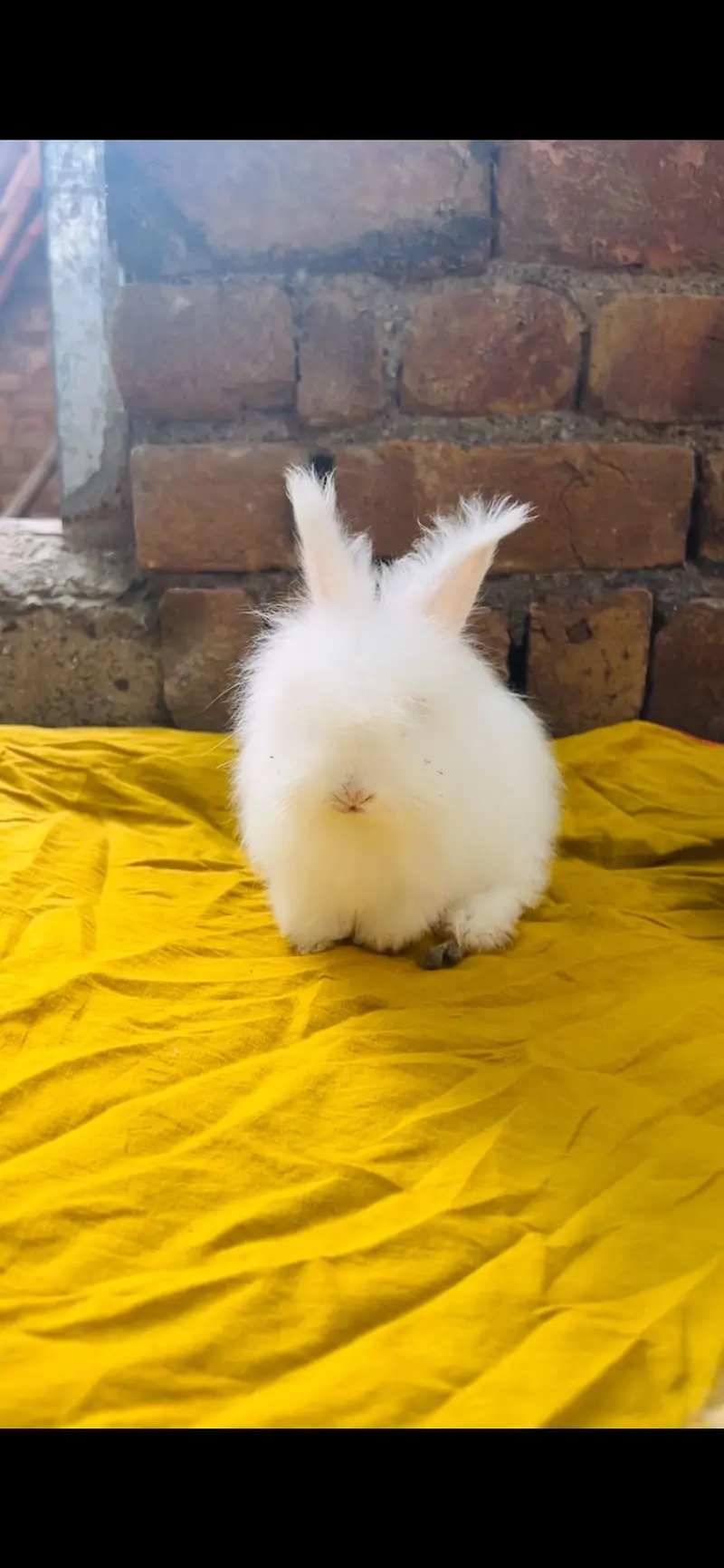 English Angora Rabbits — photo 3