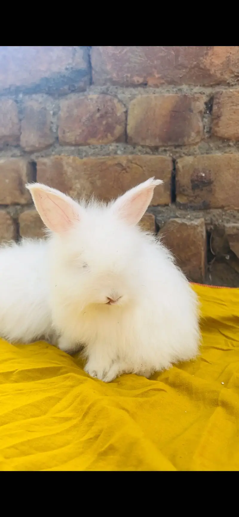 English Angora Rabbits — photo 4