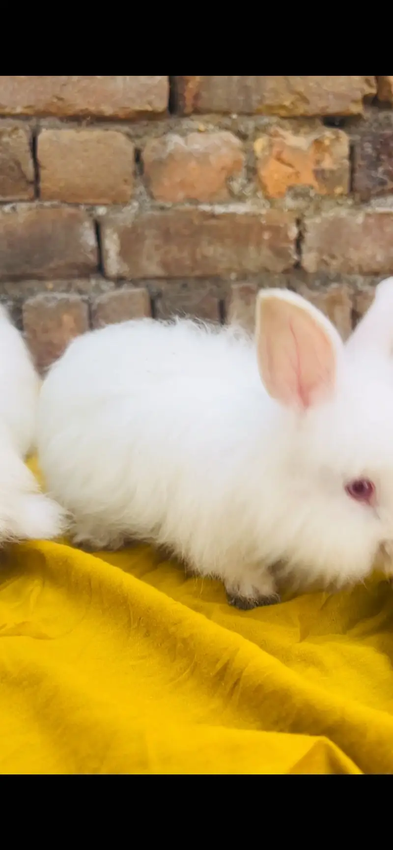 English Angora Rabbits — photo 5