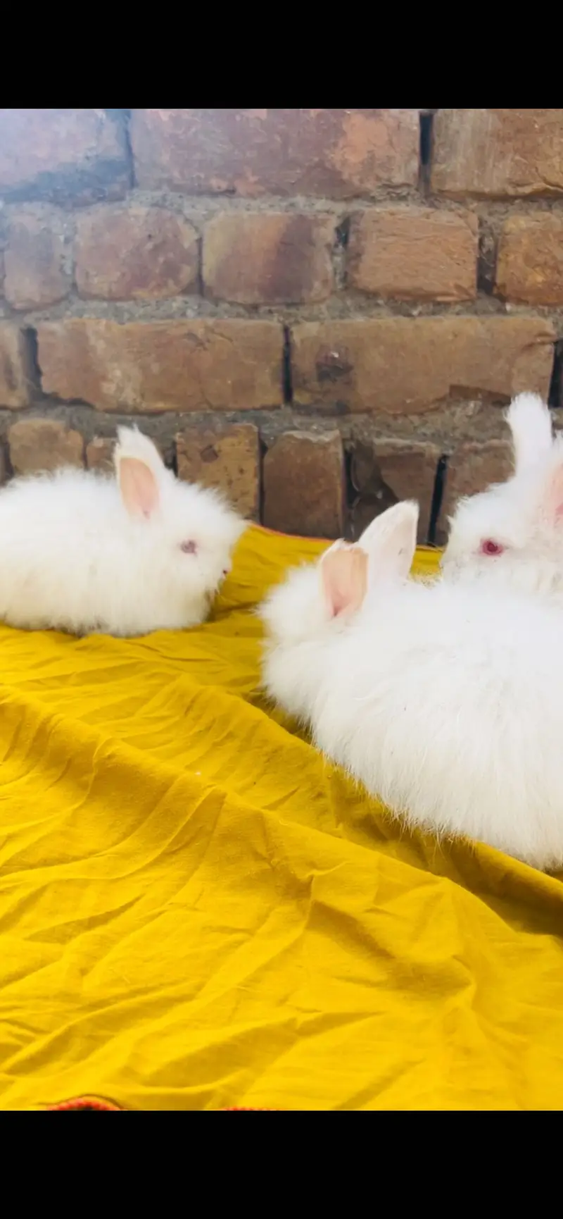 English Angora Rabbits — photo 6