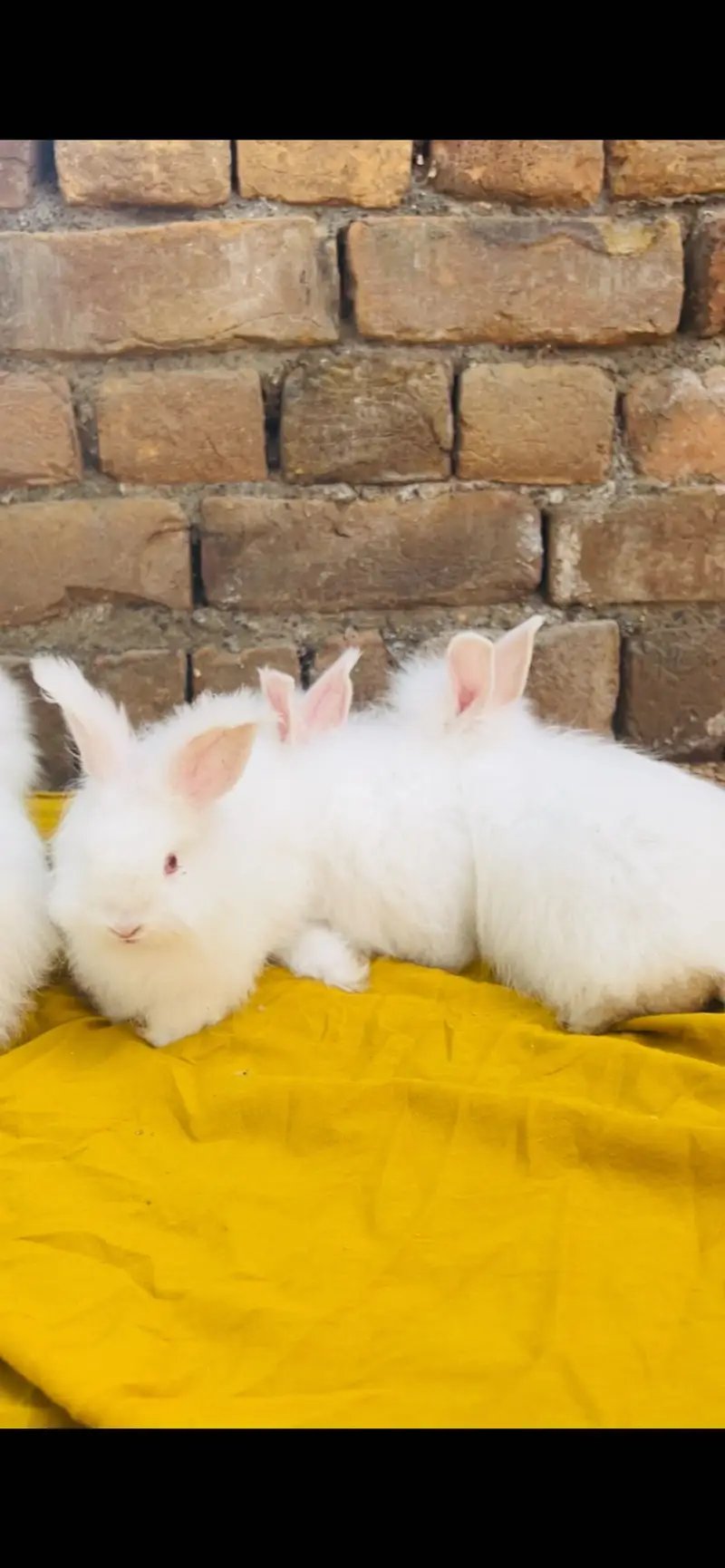 English Angora Rabbits — photo 7
