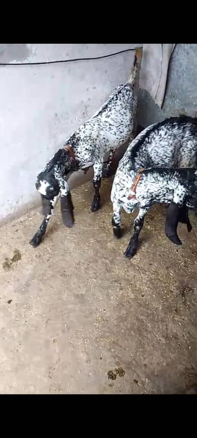 Maki cheni Bakry for sell