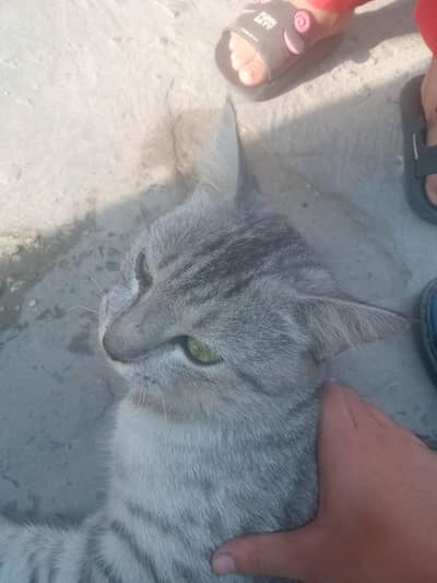 pure granted KY sath Persian mix ha