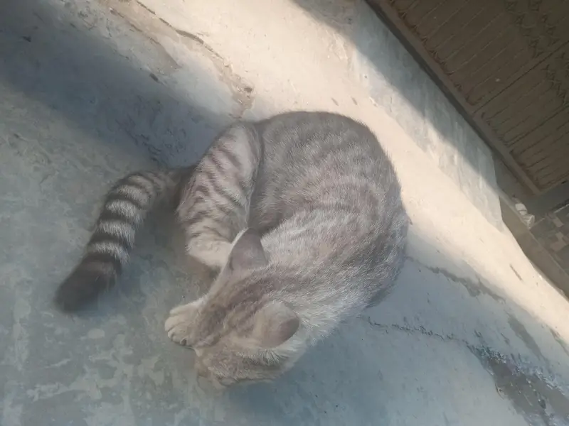 pure granted KY sath Persian mix ha — photo 2